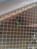 2 parkieten, Tuin en Terras, Gaas en Draad, Ophalen