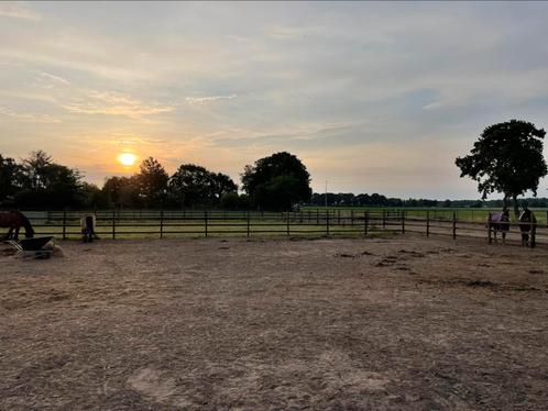 Weide met schuilstal. Inc. verzorging., Dieren en Toebehoren, Stalling en Weidegang, Weidegang