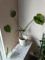 Monstera stek, Huis en Inrichting, Kamerplanten, Ophalen, Overige soorten, Minder dan 100 cm, Volle zon