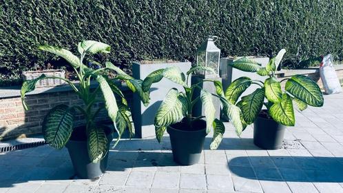 2 grote planten Dieffebachia Purify, Tuin en Terras, Planten | Tuinplanten, Vaste plant, Ophalen