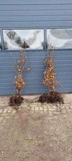 Fagus sylvatica / groen beuk / blad houdende haag, Tuin en Terras, Ophalen, Beukenhaag, Haag, Minder dan 100 cm