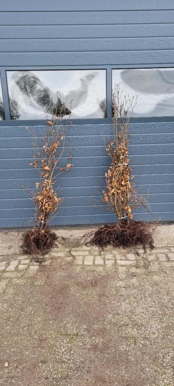 Fagus sylvatica / groen beuk / blad houdende haag beschikbaar voor biedingen