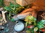 Luipaardgecko met terrarium, Dieren en Toebehoren, Ophalen, Zo goed als nieuw, Terrarium of Paludarium