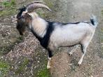 Geitenbok te koop, Dieren en Toebehoren, Schapen, Geiten en Varkens, Mannelijk, Geit, 0 tot 2 jaar