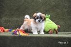 Tricolor Boomertje, Dieren en Toebehoren, Honden | Niet-rashonden, België, CDV (hondenziekte), 8 tot 15 weken, Meerdere