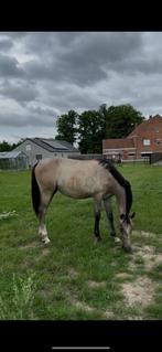 Mooi merrie 2024 Devil 2000 z x Casco, Dieren en Toebehoren, Paarden, Merrie, Springpaard, Gechipt, 0 tot 2 jaar