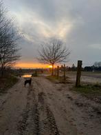 Vrijwilliger gezocht paddock paradise, Dieren en Toebehoren