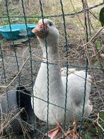 Gans af te halen, Dieren en Toebehoren, Pluimvee, Mannelijk, Gans of Zwaan