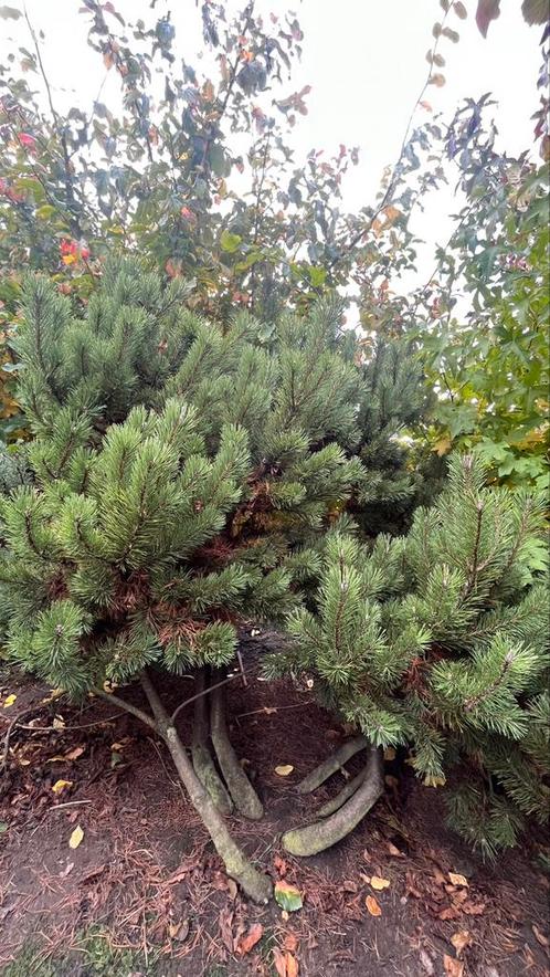 Pinus in veel soorten en maten leverbaar! (thuisbezorgd), Jardin & Terrasse, Plantes | Arbres, Plein soleil, Automne, Enlèvement ou Envoi