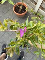Bougainvillea - 80cm, Tuin en Terras, Ophalen, Volle zon, Vaste plant, Klimplanten