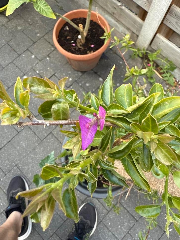 Bougainvillea - 80cm, Tuin en Terras, Planten | Tuinplanten, Vaste plant, Klimplanten, Volle zon, Zomer, Ophalen