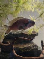 Lamprologus brichardi, Dieren en Toebehoren, Vissen | Aquariumvissen, Vis, Zoetwatervis
