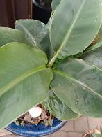 Banaan plant Musta dwarf cavendich, Ophalen