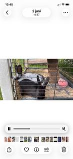 2 konijnen te koop met hok, Animaux & Accessoires, Rongeurs, Mars, Femelle, Autres types