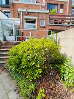 Allerlei planten en bomen, Tuin en Terras, Vaste plant, Halfschaduw, Zomer, Ophalen