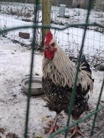 Marans hanen en hennen, Dieren en Toebehoren, Pluimvee