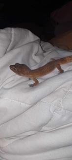 GEKKO, Lézard, 0 à 2 ans