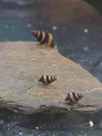 Helena slakken te koop, Dieren en Toebehoren, Slak of Weekdier, Zoetwatervis