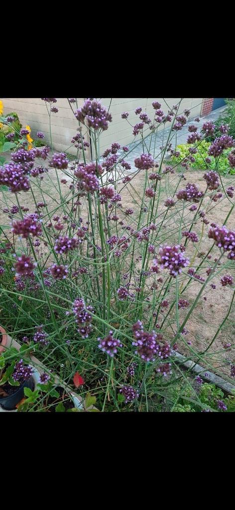 Plantjes Verbena of ijzerhard, Tuin en Terras, Planten | Tuinplanten, Vaste plant, Ophalen