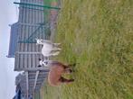 Jonge alpaca,s te koop met stamboom.merrie en hengst., Dieren en Toebehoren, Mei, Meerdere dieren