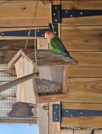 Dwergpapegaai met kooi, Dieren en Toebehoren, Vogels | Parkieten en Papegaaien, Vrouwelijk, Dwergpapegaai of Agapornis