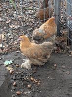 Tamme cochin krielen, Dieren en Toebehoren, Pluimvee