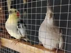 Valkparkiet, 6 delige kweekkooi, vogelkooi, Dieren en Toebehoren, Ophalen, Gebruikt, Metaal, Vogelkooi