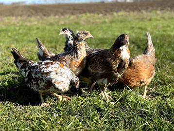 Jonge zweedse bloemenkippen bloemenkip gesekst en ingeënt