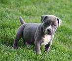 Amerikaanse Stafford pups, Dieren en Toebehoren, Honden | Jack Russells en Terriërs, België, CDV (hondenziekte), 8 tot 15 weken