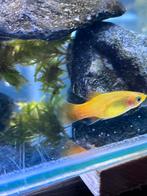 molly's/ platy's te ruil, Dieren en Toebehoren, Vissen | Aquariumvissen, Vis, Zoutwatervis, Schoolvis