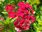 Œillets des poètes, Tuin en Terras, Bloembollen en Zaden, Ophalen of Verzenden, Voorjaar, Volle zon, Zaad