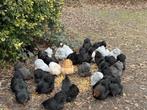 Cochin kriel kippen te koop, Dieren en Toebehoren, Vrouwelijk, Kip