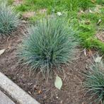 Siergras te koop 85 stuks, Tuin en Terras, Ophalen of Verzenden