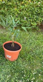 Palmboom Trachycarpus fortunei wintervast, Ophalen of Verzenden