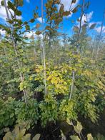 Groene beuk(fagus sylvatica)gestokt, Tuin en Terras, Ophalen of Verzenden