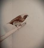 Bruinborstrietvinken, Dieren en Toebehoren, Vogels | Overige Vogels, Tropenvogel, Geringd