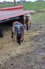 Eenjarige Kameroen bok te koop. € 125