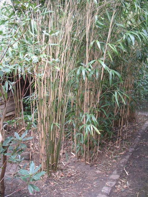 Bamboe PSEUDOSASA japonica ,wintergroen, Jardin & Terrasse, Plantes | Jardin, Enlèvement ou Envoi