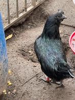 Ayem cemani hennen en kwartels te koop, Dieren en Toebehoren, Pluimvee, Kip