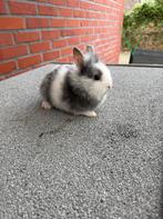 Te koop konijntjes, Dieren en Toebehoren, Meerdere dieren, Dwerg, 0 tot 2 jaar