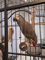 Couple roodstaart papegaai, Dieren en Toebehoren, Vogels | Parkieten en Papegaaien, Papegaai