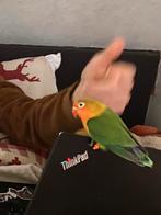 Fischers agapornis jonge, Geslacht onbekend, Dwergpapegaai of Agapornis