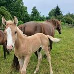 Beloftevol elegant brp hengstveulen, Gechipt, Springpony, 0 tot 2 jaar, Hengst