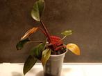 Philodendron Red Ruby, Huis en Inrichting, Ophalen of Verzenden