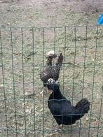 Hollandse kuifhoen 6 hennen, Dieren en Toebehoren, Vrouwelijk, Kip