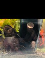 Algeneter 15 cm, Dieren en Toebehoren, Zoetwatervis