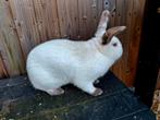 Californiër Witte nieuw zeelander kruising, Animaux & Accessoires, Lapins