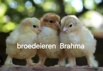 Broedeieren Brahma kippen  beschikbaar voor biedingen
