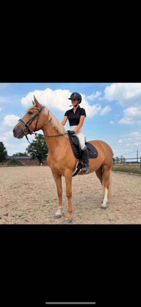 KNAP EN SUPER LIEVE PALOMINO, Dieren en Toebehoren, Paarden, Merrie, M, 160 tot 165 cm, 11 jaar of ouder, Recreatiepaard, Gechipt