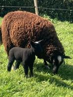 zwartbles ooi met ooilam, Animaux & Accessoires, Moutons, Chèvres & Cochons, Mouton, Femelle, 0 à 2 ans